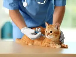 Vacina para gatos: import&acirc;ncia e quando aplicar - Blog Pet
