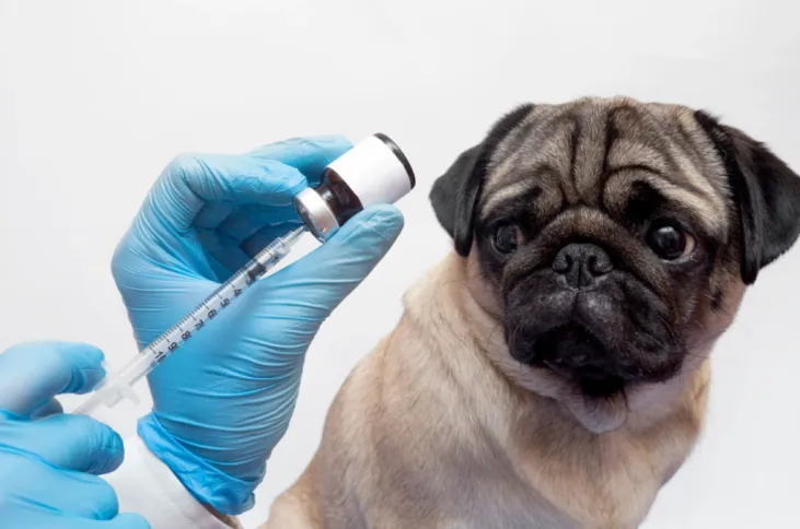 C:\Users\Admin\Pictures\med vet\importancia-vacina-para-caes-e-gatos-1024x678.png