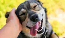 C:\Users\Admin\Pictures\med vet\cachooro feliz.jpg