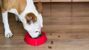 Qual a melhor ra&ccedil;&atilde;o para Pitbull? Veja as op&ccedil;&otilde;es! | Petlove
