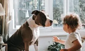 500 - Failed to fetch dynamically imported module: https://www.petscare.com/_nuxt/BrGXEqSy.js | Veterinary Care at Your Fingertips
