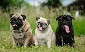 C:\Users\Admin\Pictures\pug3.jpg