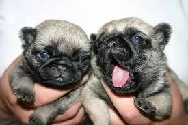 C:\Users\Admin\Pictures\pug bebe.jpg