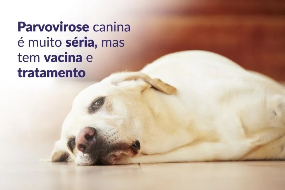 Alerta no Minuto Pet: