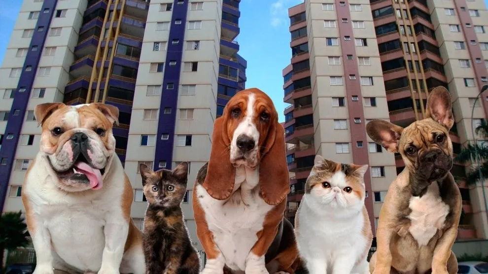 Pets em Condomínio: